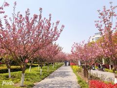 -高东镇樱花园