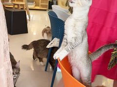 -平行世界·猫咖(首经贸店)
