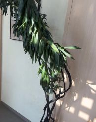 -Dr.林醫生产后修复·超级店(南京江宁同曦店)