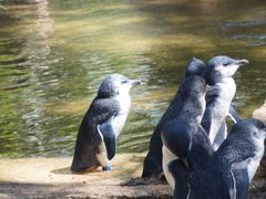 -费瑟代尔野生动物园