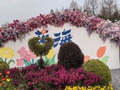 -荷兰花海