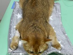 -艾贝尔宠物医院·24H转诊中心·肿瘤猫专科(江宁双龙店)