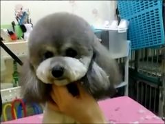 -爱宠屋pet shop·宠物洗澡·宠物美容