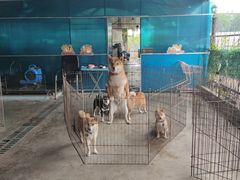 -柴犬高等学院·狗咖·柴犬售卖·宠物训练