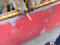 -荆州中山公园动物园