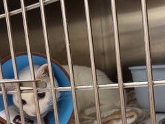 -瑞派康怡24h宠物医院·犬猫医疗中心·微创绝育(瑞景分院)