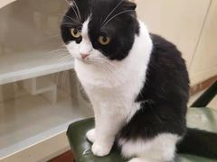 -猫小院猫主题餐厅(南锣旗舰店)