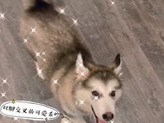 -浣熊柯尔鸭土拨鼠·电玩咖