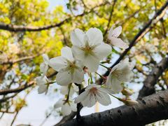 -新江湾城公园
