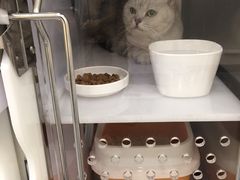 -凯特喵百思猫专科医院