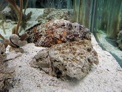 -太平洋海底世界