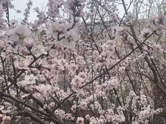-桃花堤公园
