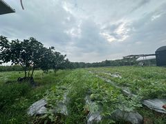 -尚果生态采摘园