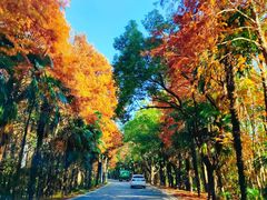 -上海海湾国家森林公园