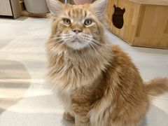 -藏猫猫咖啡主题馆(中央大道店)