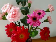 康乃馨-盒马鲜生(首义店)