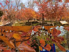 -阳台山自然风景区