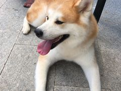 -京北渔家傲