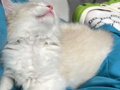 -关爱宠物医院·猫科中心·消化科(滨湖万达分院)