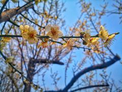 -荔枝公园(福田区)