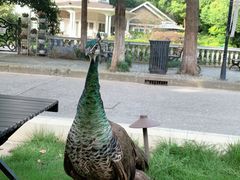 -J Create城市露营咖啡·简餐·宠物(上海动物园店)