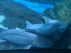 -海合安成都极地海洋公园