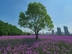 -山明水秀大饭店