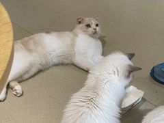 -藏猫猫咖啡主题馆(中央大道店)