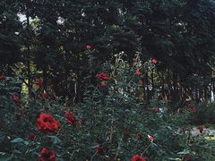 -丹樱生态园