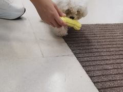 -爱妮康宠物医院·干细胞免疫细胞·肿瘤·心脏(张江店)