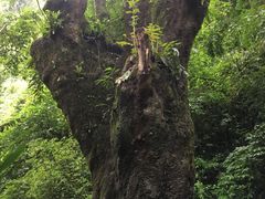-莫里热带雨林景区