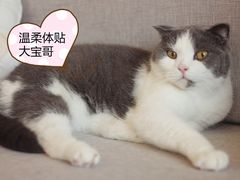 -MOYOYO猫咪咖啡店