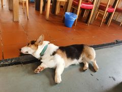 -阿尔法海鲜排档(爱琴海店)
