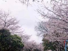 -武汉大学-樱园