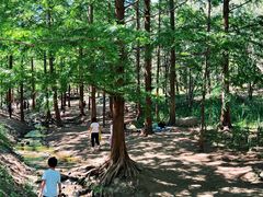 -白水寺森林公园