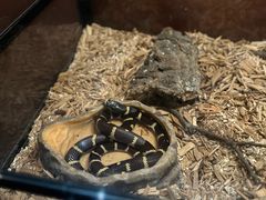 -帕帕拉兹宠物(亚洲旗舰店)