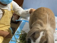-RU DUCK柯尔鸭公社·撸鸭俱乐部·羊驼·小香猪