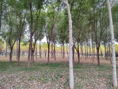 -东郊湿地公园
