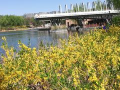 -大兴滨河森林公园