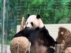 -灵玲国际马戏城