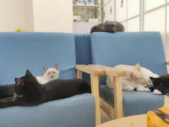 -鼓捣猫呢主题猫咖店