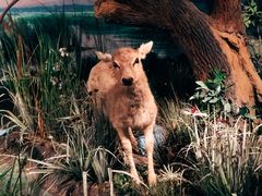 -武汉园博园(武汉自然博物馆)