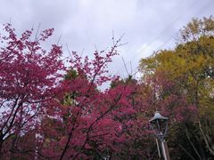 -金鸡山公园
