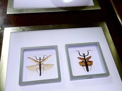 -上海昆虫博物馆