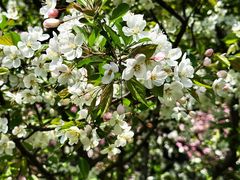 -新虹桥中心花园