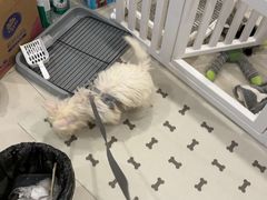-安安宠医宠物医院·异宠·犬猫内科(岳阳分院)