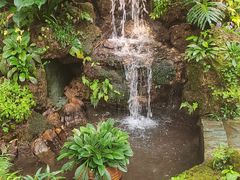 -深圳仙湖植物园