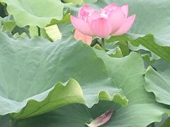 -陈家山荷花公园