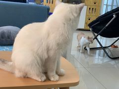 -鼓捣猫呢主题猫咖店