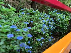 -岚山嵯峨野观光小火车